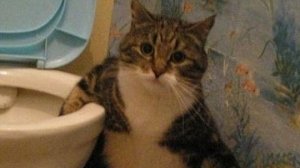 играем супер сус