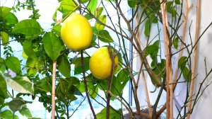 Ураец на своём подоконнике разводит и скрещивает цитрусовые