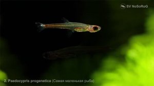 Где обитает одна из самых маленьких рыб в мире Педоциприс прогенетика — Paedocypris progenetica ?