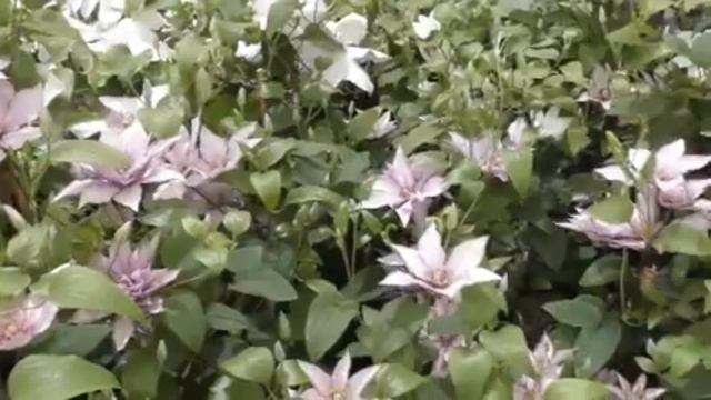 выставка клематисов🌸🌸🌸🌿 смотреть онлайн