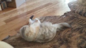 VID_20251225_124347_186.mp4