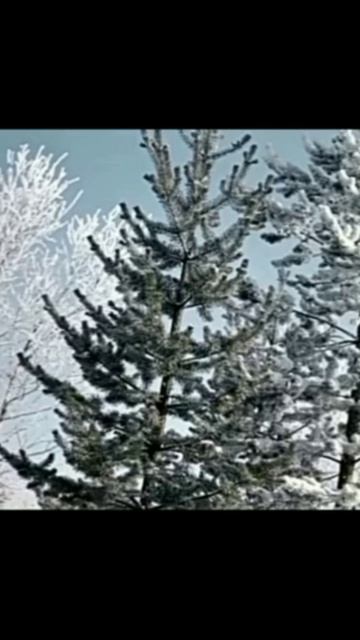 Дедушка Мороз. смотреть онлайн