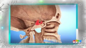 Пустое седло: редкая болезнь, которую нужно знать. Жить здорово! Фрагмент выпуска от 25.12.2025