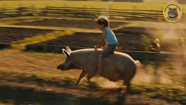 Верхом на свинье