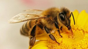 Пчела