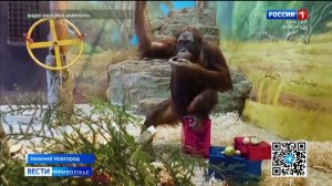 Орангутаны Ларсен и Аполлон из нижегородского зоопарка получили новогодние подарки