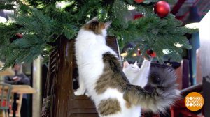 Елка для кошки: спасаем Новый год! Доброе утро. Фрагмент выпуска от 25.12.2025