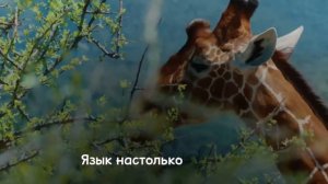 Интересные факты о жирафах #shorts