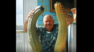 Выращивание кабачков