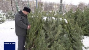 ОРЕНБУРЖЦАМ РАССКАЗАЛИ, КАК ВЫБРАТЬ ХОРОШУЮ ЁЛКУ