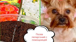 Посев, всходы пеларгоний
