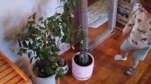 Самолёт и шапка