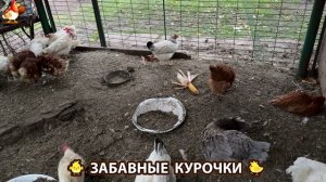 Забавные курочки несушки на сельском подворье 🤗😂😜 (61)