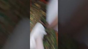 "дикаяЛюбовь"лошади шляйх серия 1