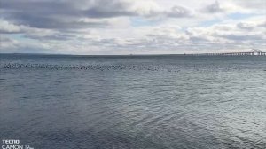 Субботний декабрьский день. Русалка, но не на ветвях сидит, а в море купается.