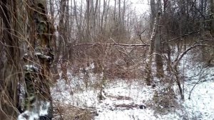 ПО ПЕРВОМУ СНЕГУ В ЛЕСУ ПОВСЮДУ СЛЕДЫ