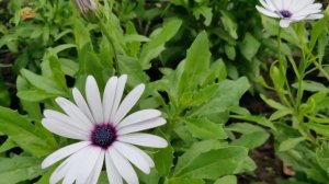 Остеоспермум. Идеальная ромашка для вашего сада