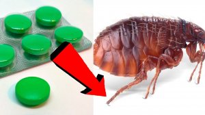 Как избавиться от блох За 3 Секунды..!...!...!.