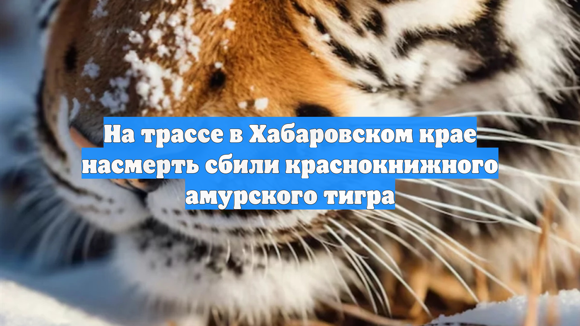 На трассе в Хабаровском крае насмерть сбили краснокнижного амурского тигра смотреть онлайн