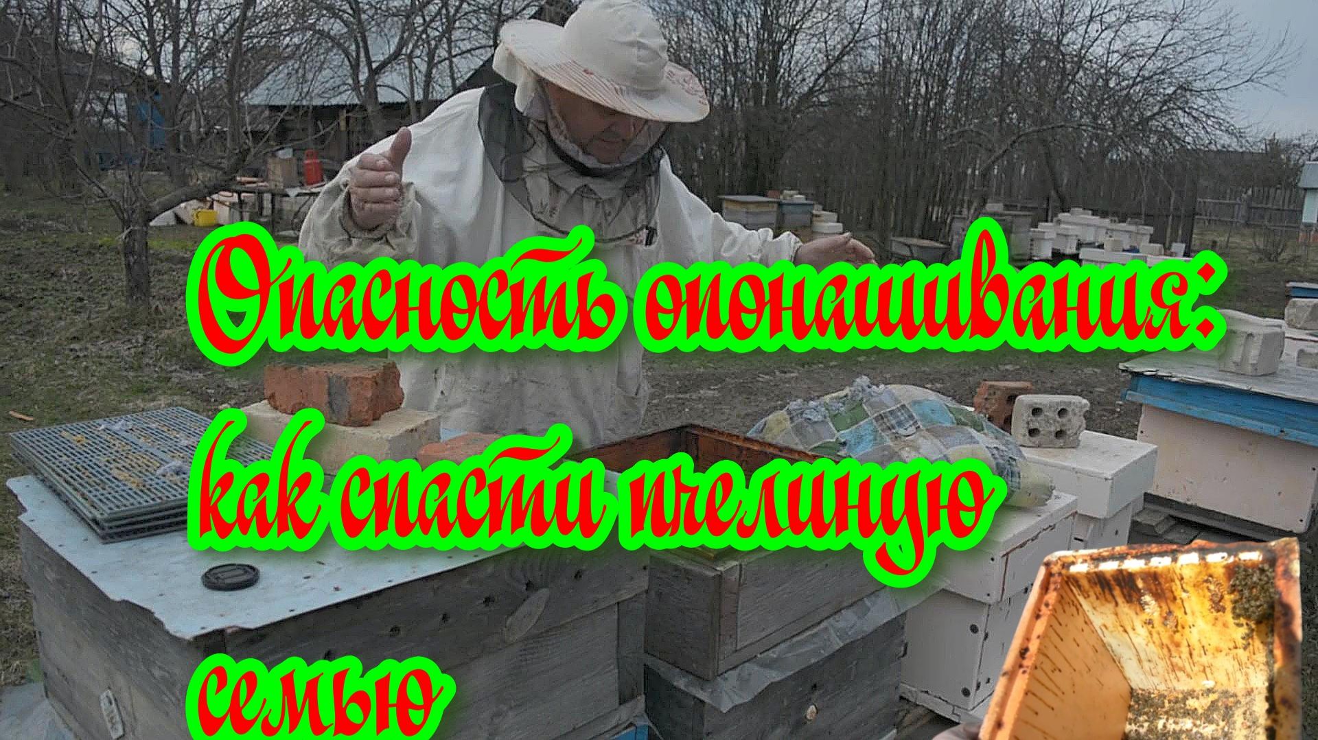 Опасность опонашивания: как спасти пчелиную семью смотреть онлайн