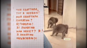 Понятно объяснил #смешныекоты #поржать