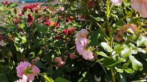 Роза "Элизабет Стюарт". Сезон 2025. Регион Южный Урал.