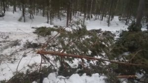 Трелёвочник тдт-55