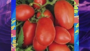 Детерминантные сорта томатов. Новинки сезона 2025 года