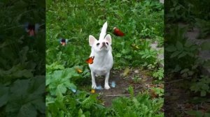 Тася #чихуахуа