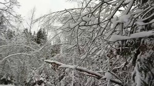 #ах этот зимний лес#с наступающим новым годом всех