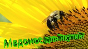 Какой медонос выдержит Якутию? Личный опыт профессора Кашковского