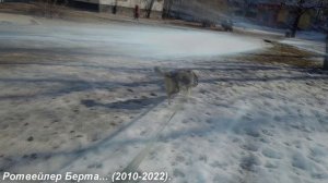 MelomanicaTV представляет : Сергей РАzoom Фокин. Собаки уходят за РА-дугой? 6.9.2025 год.