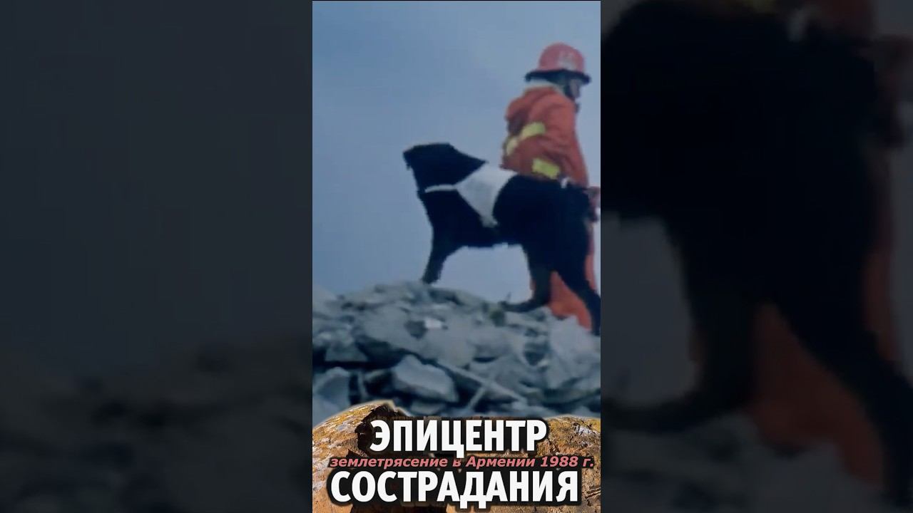 Собаки спасатели смотреть онлайн