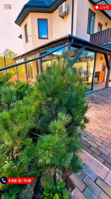 Безрамное остекление террасы веранды смотреть онлайн