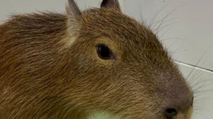 умный разговор