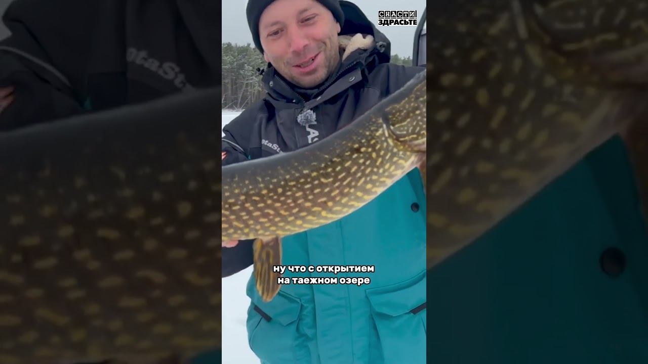 Первый лед и красивые таежные щукиСмотрите в новом выпуске #снастиздрасьте смотреть онлайн