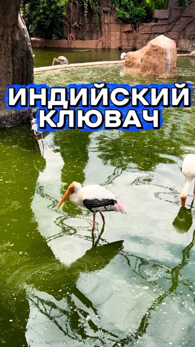 Индийский клювач