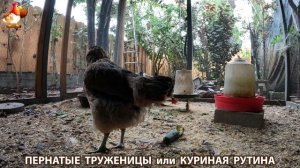 Куриная рутина – что делают куры на выгуле 😂 эпизод (95)