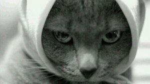 Смешное видео: Коты и Кошки. Смешные приколы.