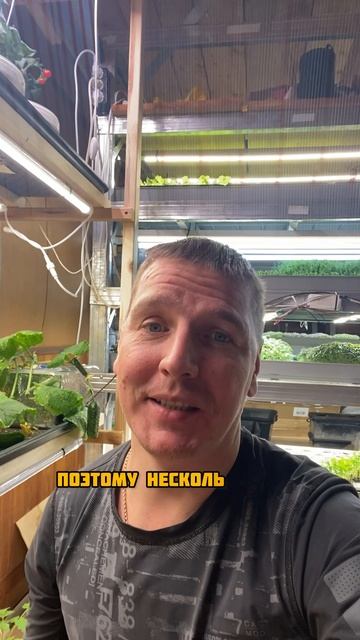 Перелил томаты смотреть онлайн