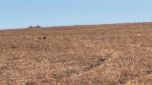 Норман. 25.12.25.