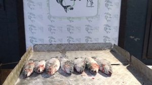 улов форели