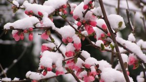 Эта жуткая кубанская зима...