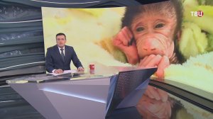 Новорожденный гамадрил ищет маму и обнимает подушку в крымском "Тайгане"