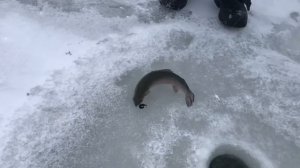 поимка на силикон