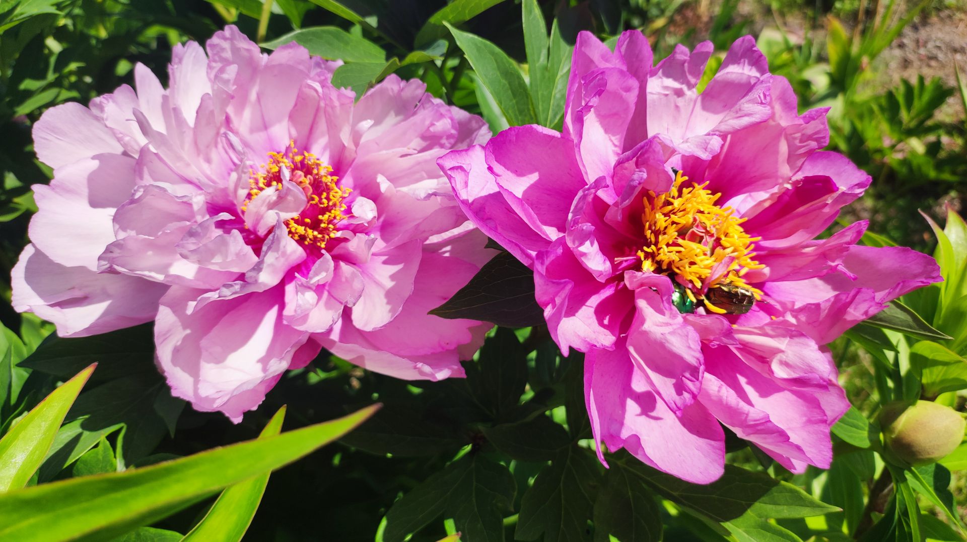 Пион First Arrival. Лавандовая нежность в саду смотреть онлайн