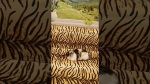 Рассказ - "Чудеса случаются"