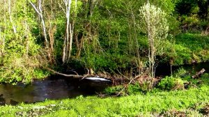 Река Турёнка. Май.