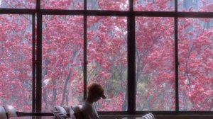 МИР ПРЕКРАСЕН, ЦВЕТЫ и ЦВЕТ