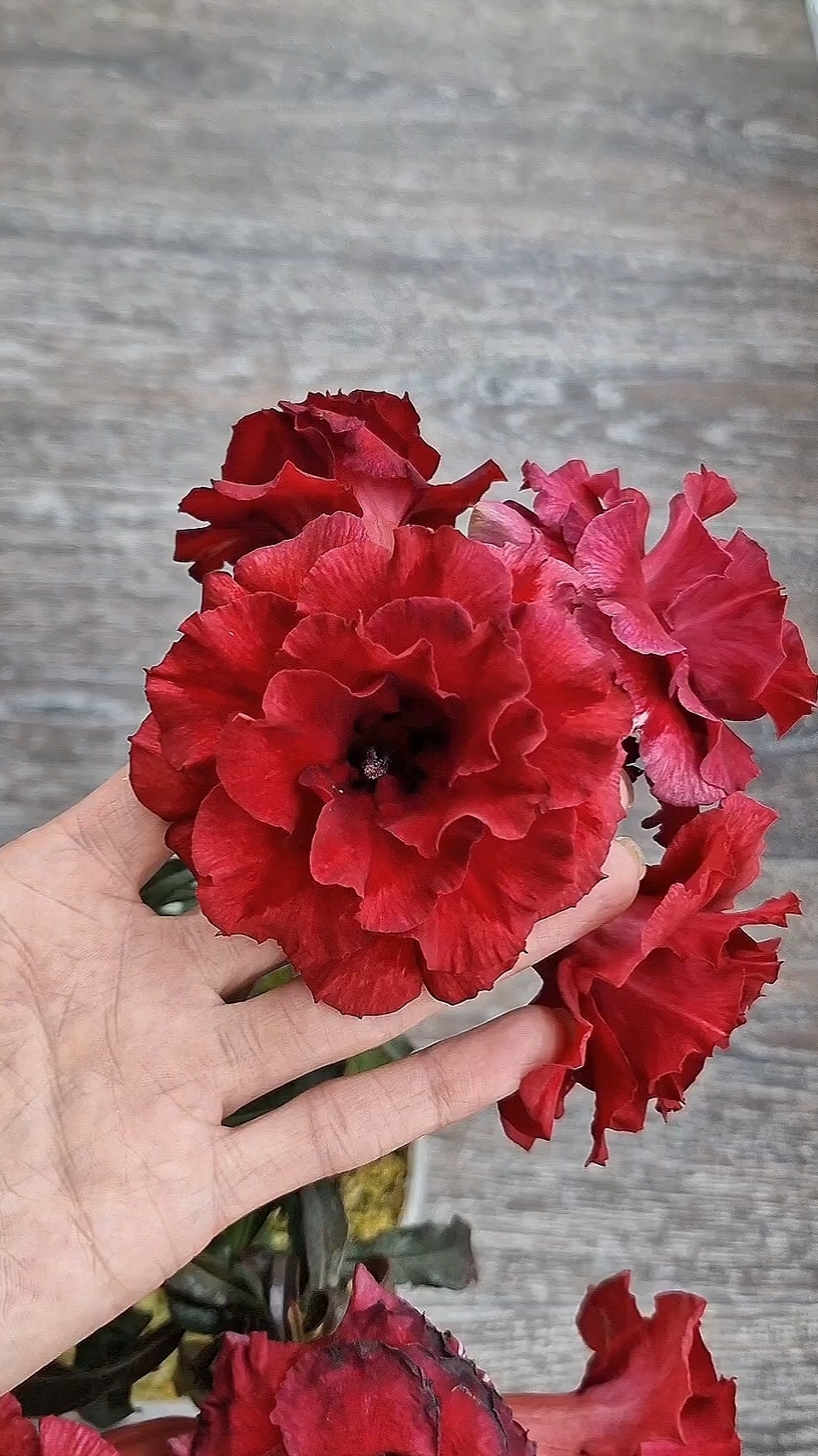 Красный бриллиант❤️ Адениум. смотреть онлайн